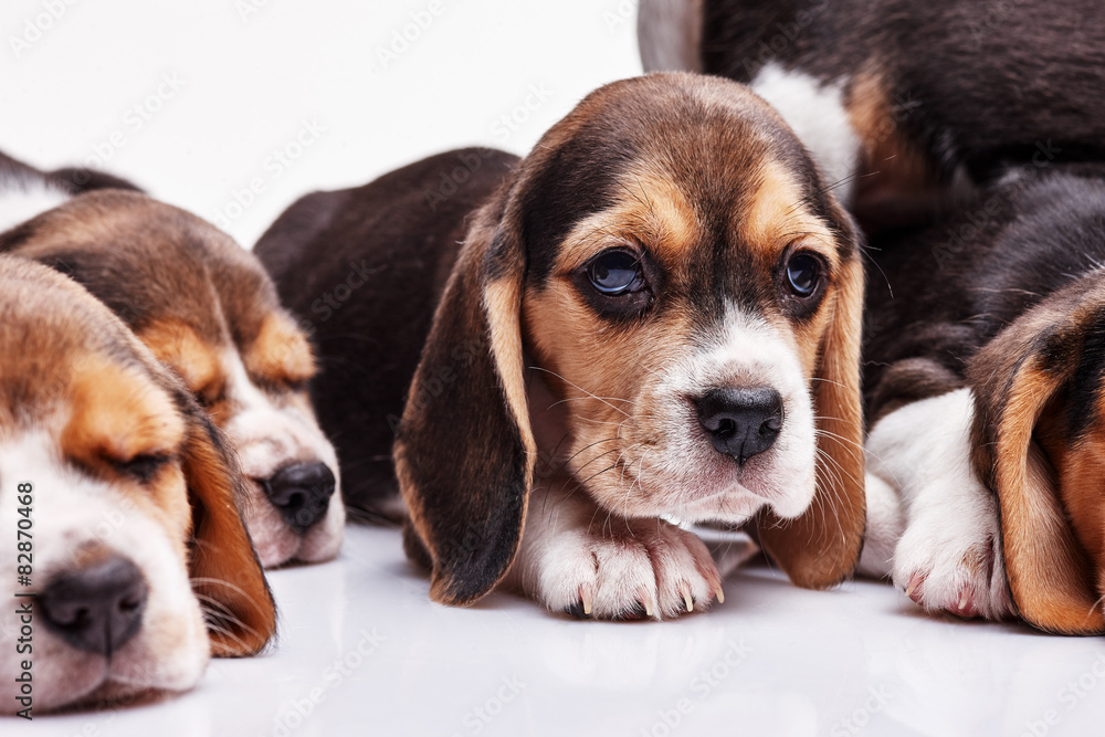 Beagle puppy on white background