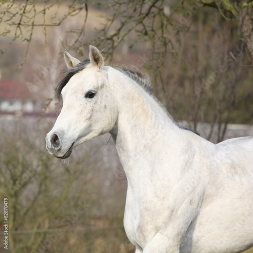 White arabian stallion running © Zuzana Tillerova