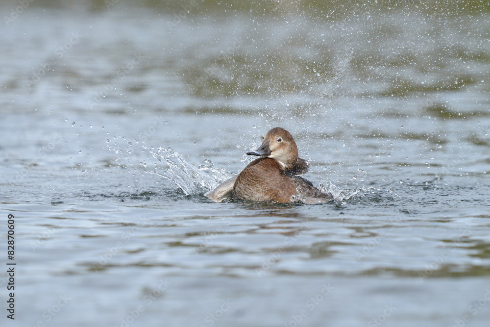 Fototapeta premium Common Pochard, Pochard, Aythya ferina