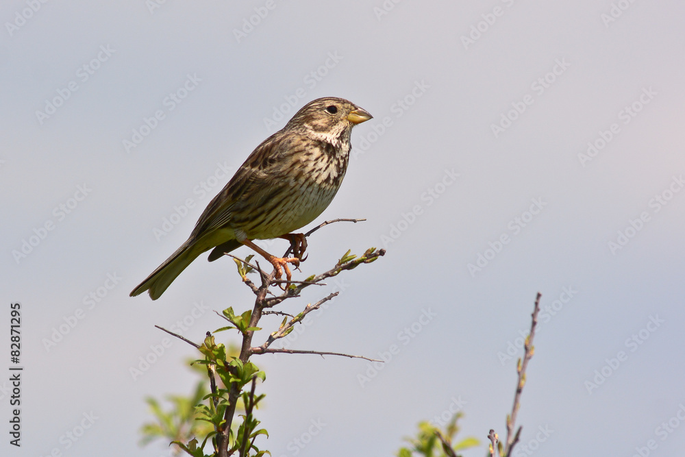 Fototapeta premium Strillozzo (Emberiza calandra) su ramo in canto