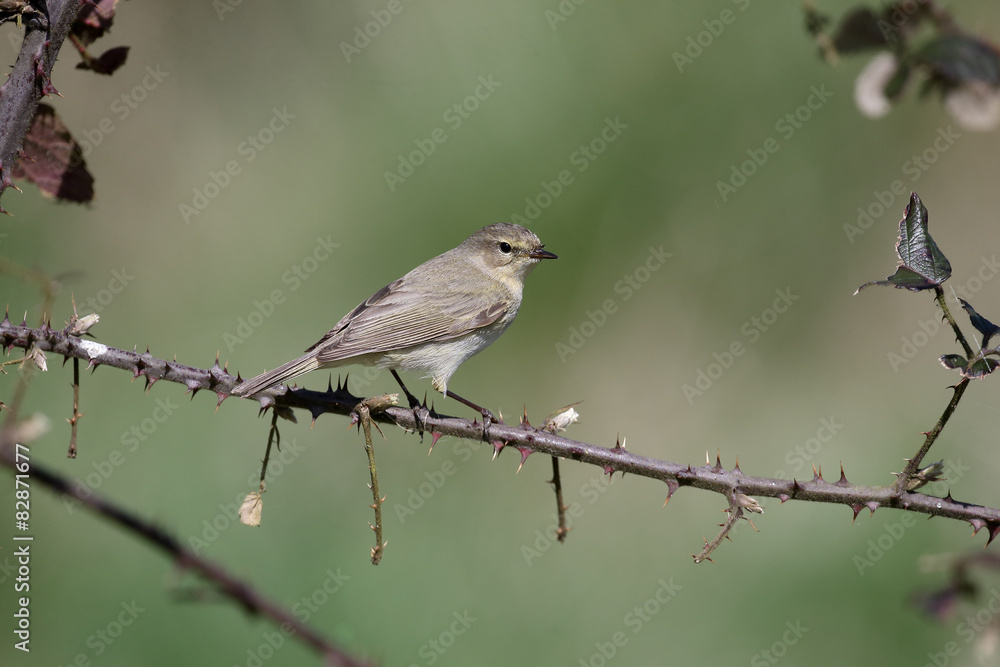 Fototapeta premium Chiffchaff, Phylloscopus collybita
