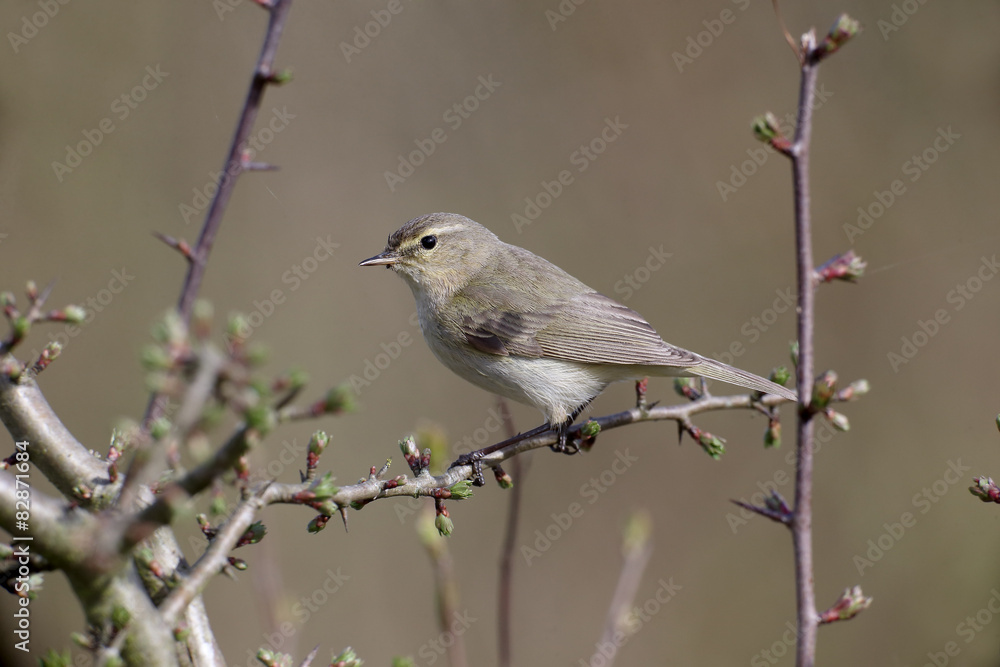 Chiffchaff, Phylloscopus collybita Chiffchaff, Phylloscopus collybita