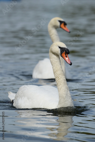 Mute Swan  Cygnus olor