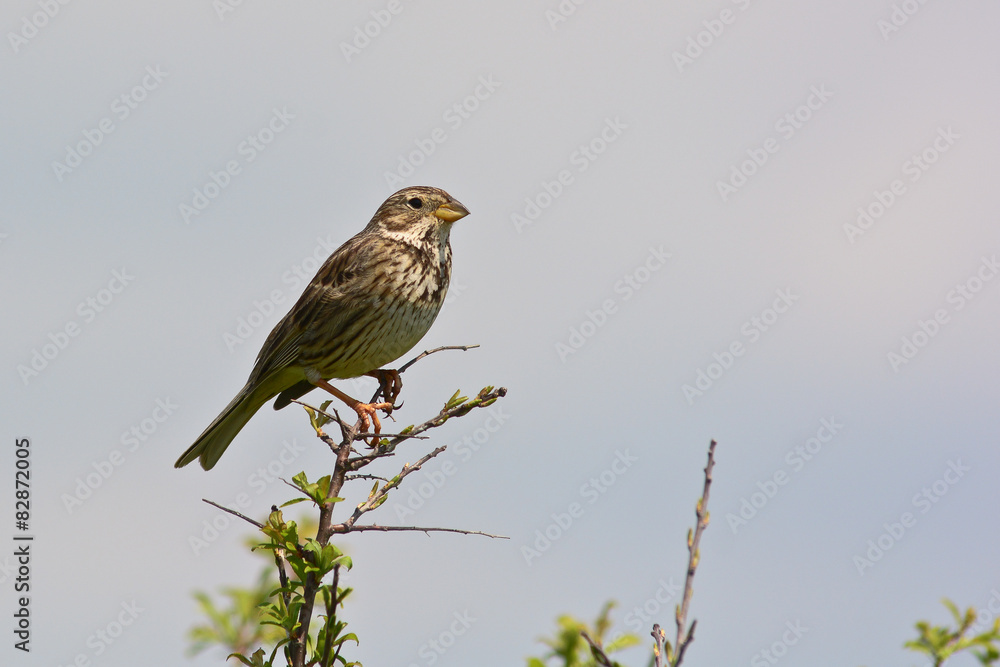 strillozzo (Emberiza calandra) su ramo in canto strillozzo (Emberiza calandra) su ramo in canto
