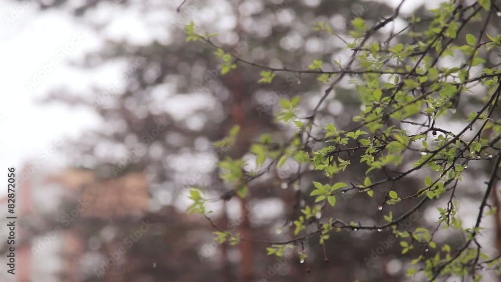 Snow falls on the young green leaves and grass