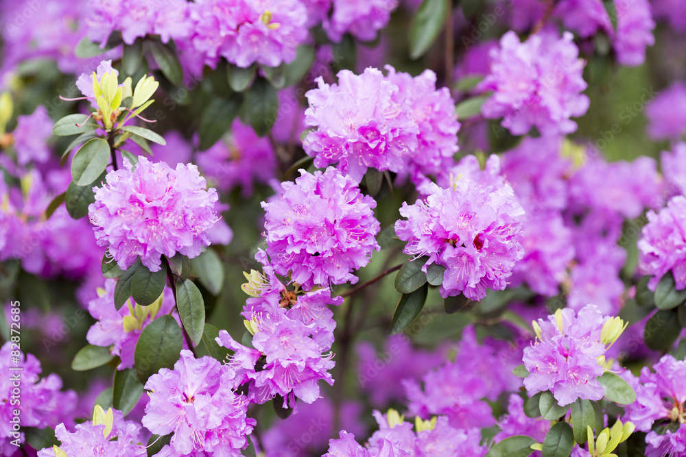 Rhododendron bloom in spring. Beautiful picture. Rhododendron bloom in spring. Beautiful picture.