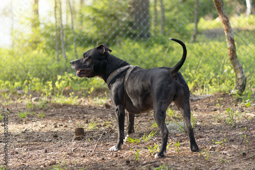 Wallpaper Mural Amstaff or American Staffordterrier in a kennel Torontodigital.ca