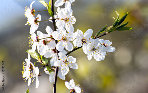 Blossoming cherry tree