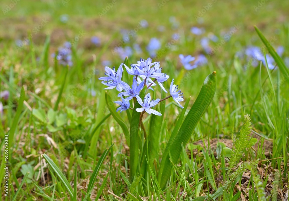 Scilla bifolia (alpine squill or two-leaf squill) Scilla bifolia (alpine squill or two-leaf squill)