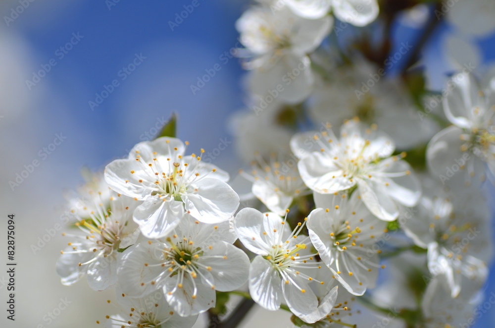 Obraz premium Piękne delikatne kwiaty kwitnącej wiśni na tle nieba