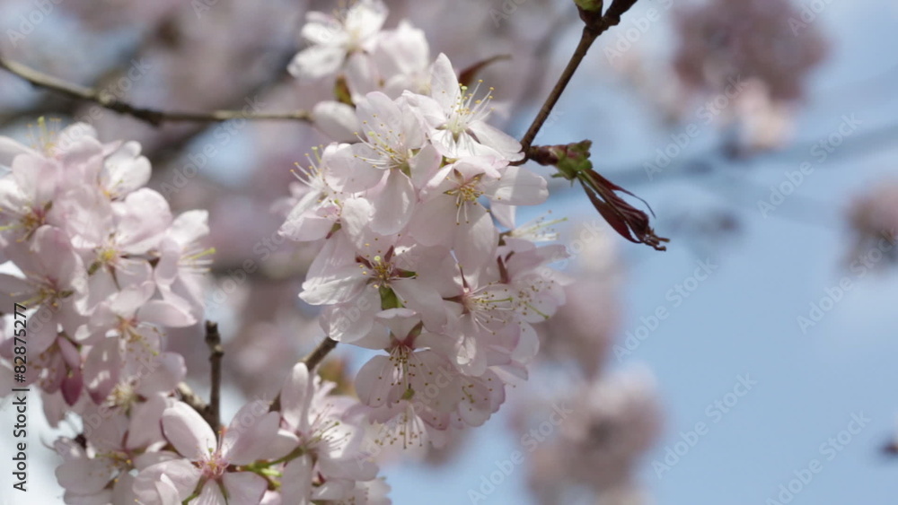 Branches of the pink Japanese Oriental cherry sakura close up Branches of the pink Japanese Oriental cherry sakura close up