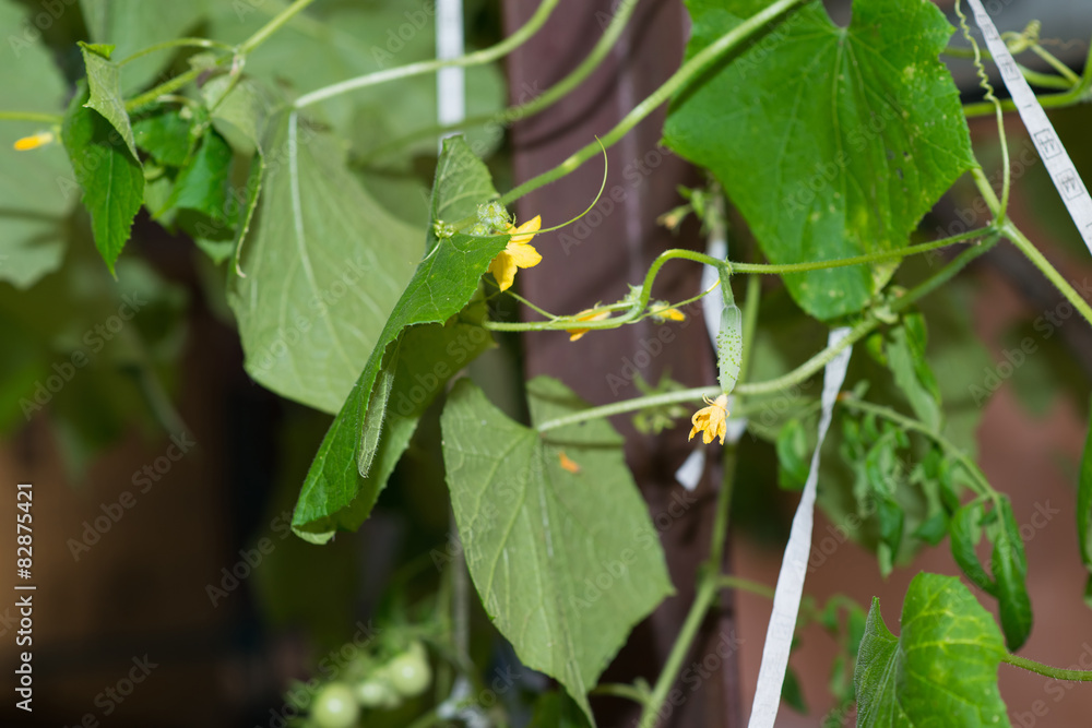 Growing cucumber and its flower