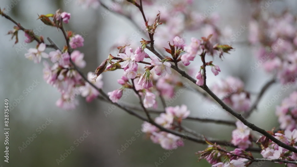 Branches of Japanese Oriental cherry sakura wave on a wind Branches of Japanese Oriental cherry sakura wave on a wind