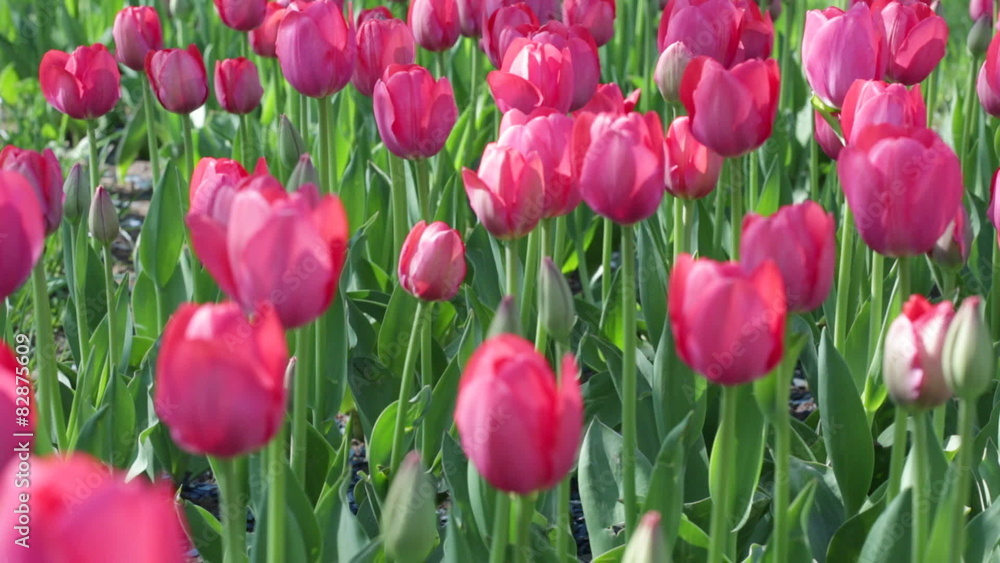 Field with blossoming pink tulips Field with blossoming pink tulips
