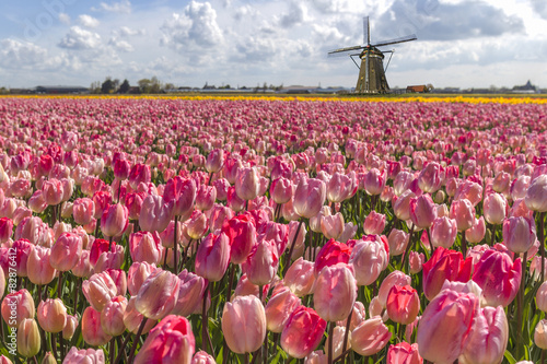 Iconic Dutch tulips bulb farm in spring time at Amsterdam