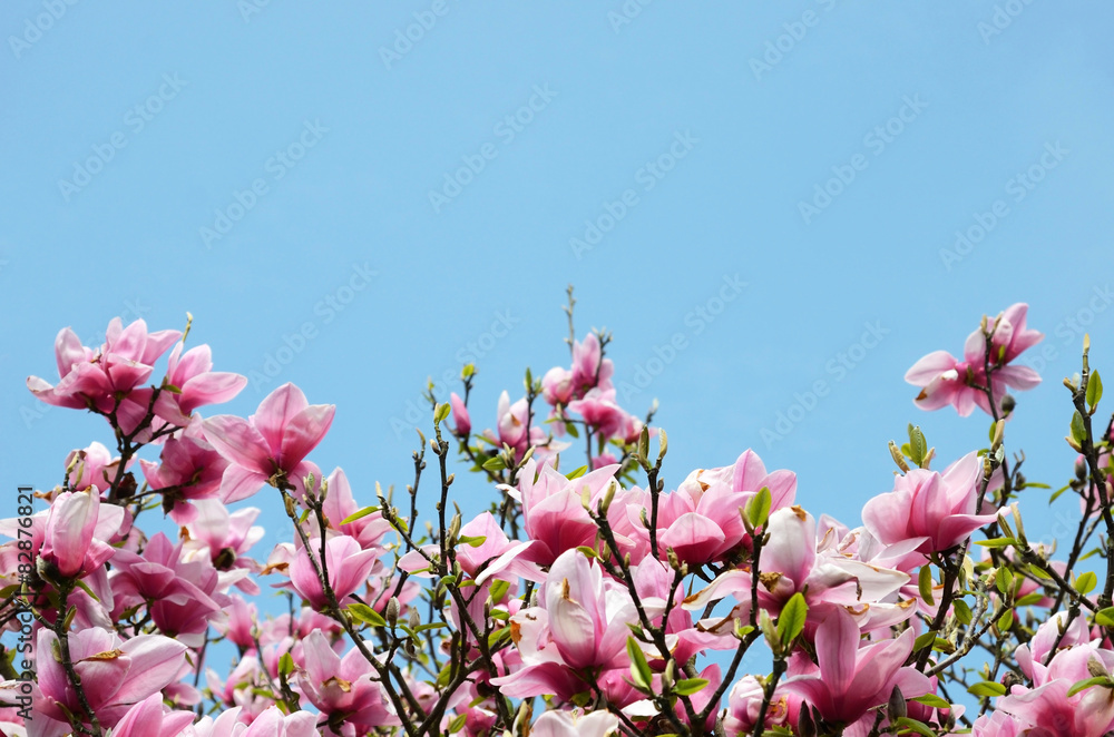 Beautiful natural background with magnolia blossoms against the