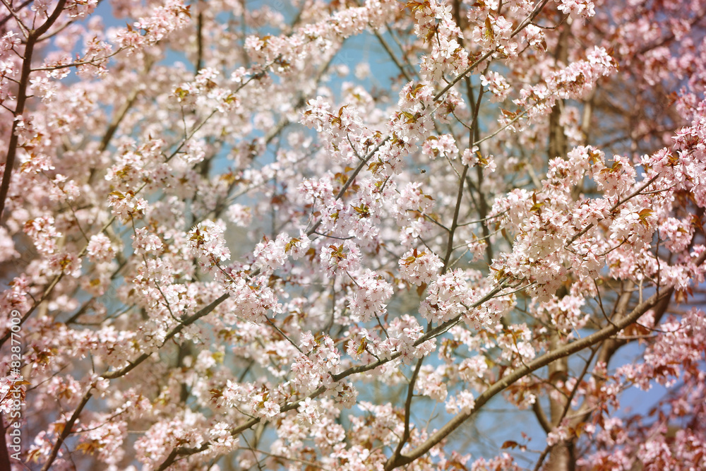 Obraz premium background cherry blossoms