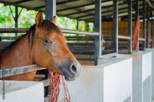 Fototapeta Naklejka Na Ścianę i Meble -  Horse in farm