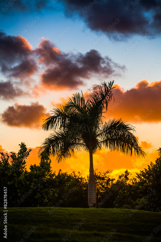 Obraz premium Palm tree silhouette on sunset
