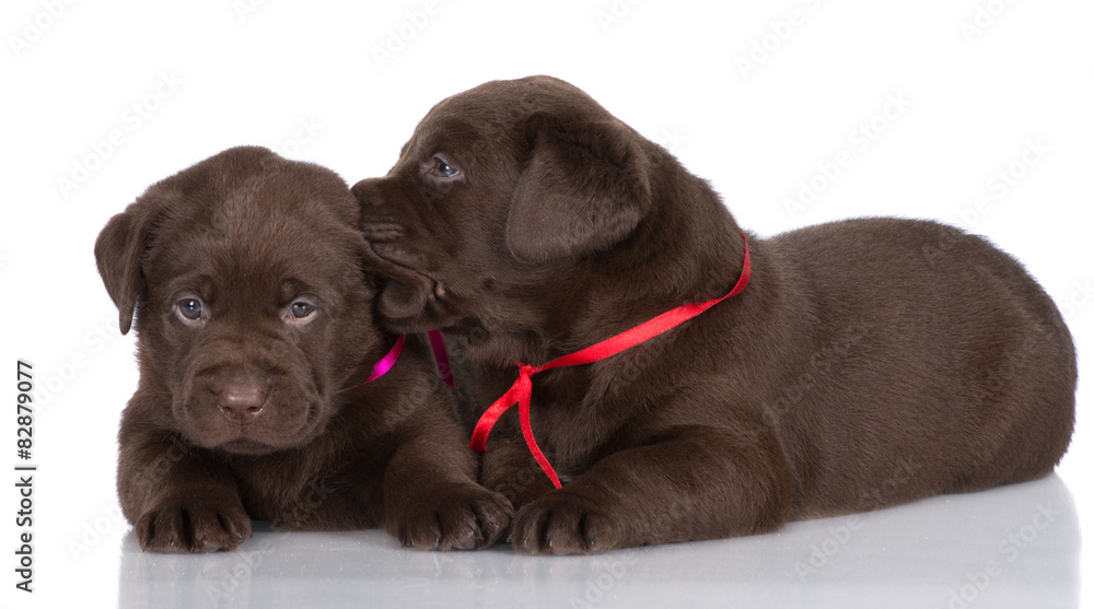 Fototapeta premium two chocolate labrador puppies