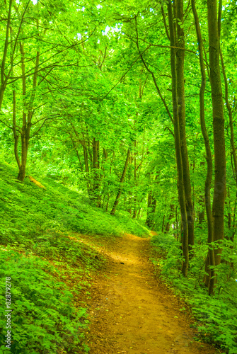 path between trees in the forest in summertime