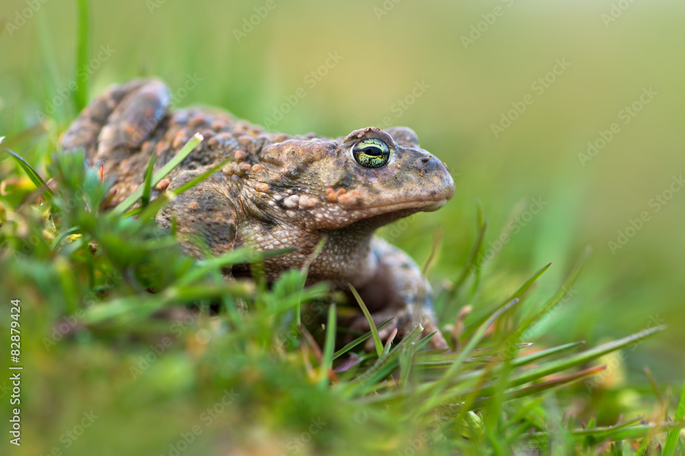 Fototapeta premium Toad - Bufo calamita
