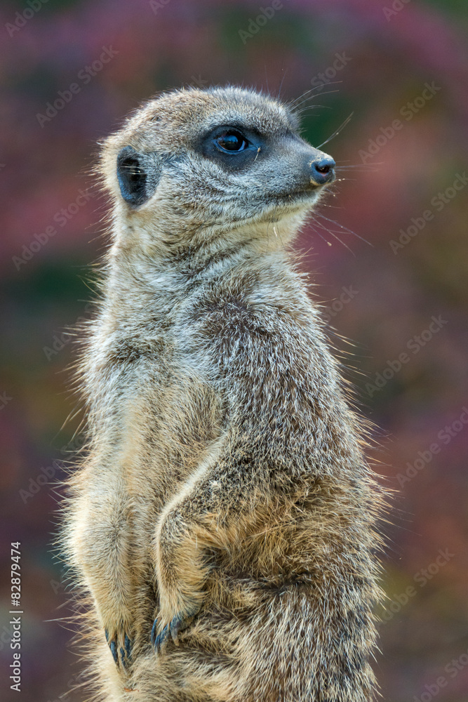 Fototapeta premium Suricata suricatta