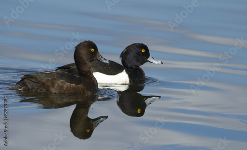 Valokuva Tufted duck