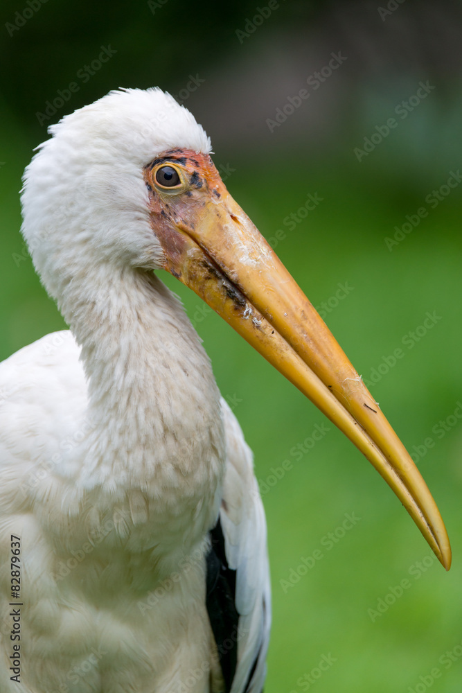 milky stork - Mycteria cinerea