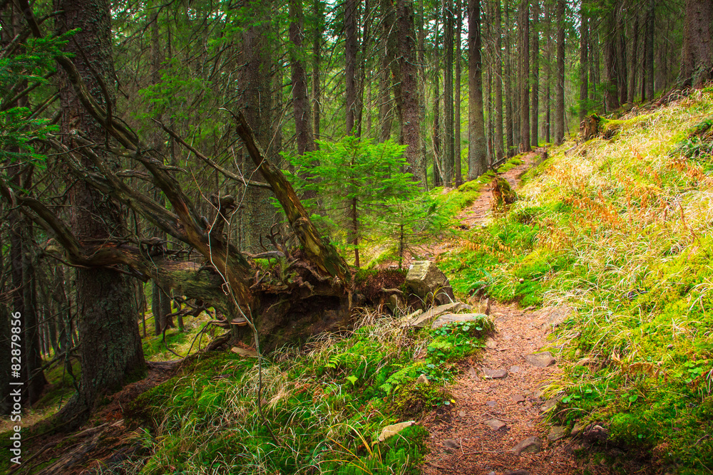 Landscape dense mountain forest. Landscape dense mountain forest.