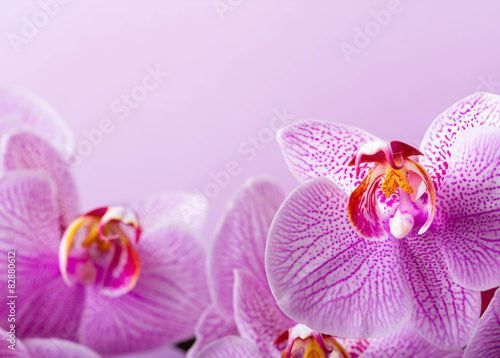 Fototapeta Naklejka Na Ścianę i Meble -  orchidee