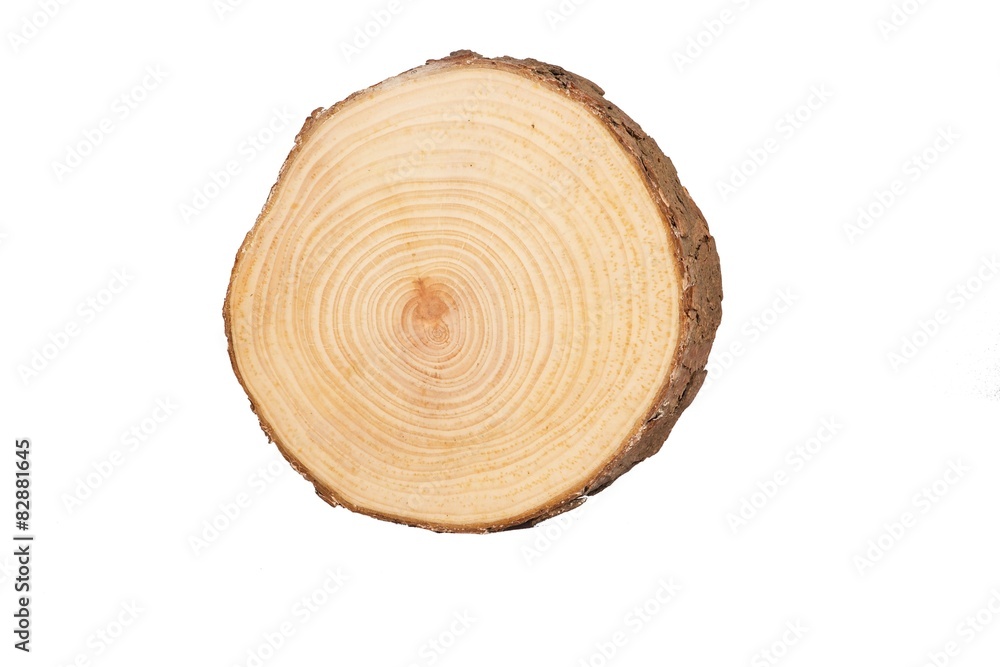 sectional view of tree sectional view of tree