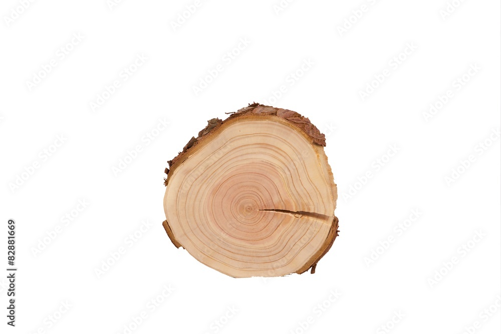 sectional view of tree sectional view of tree