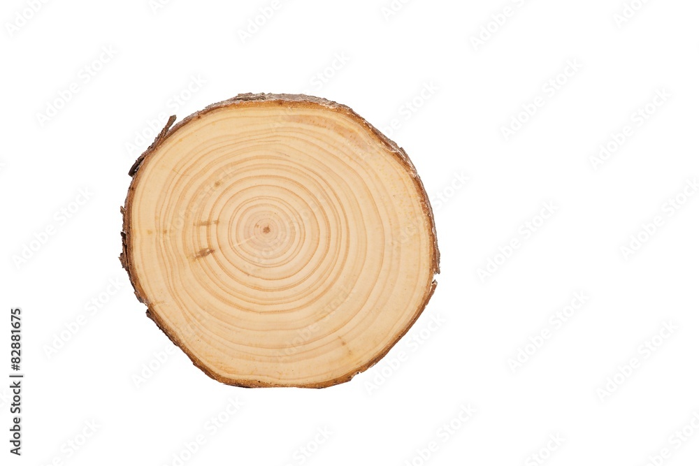 sectional view of tree sectional view of tree