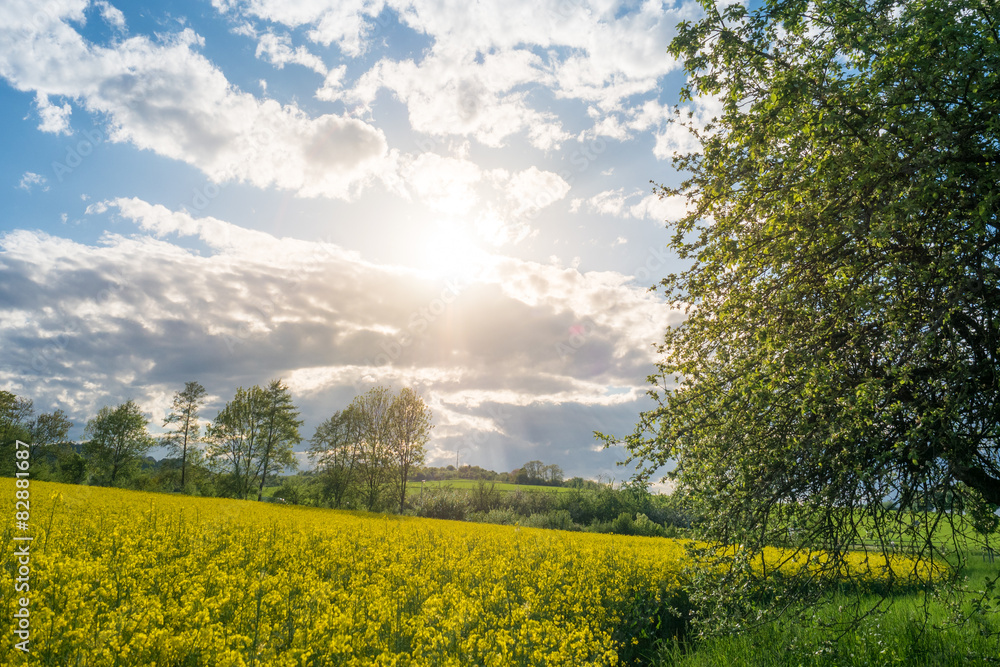 Obraz premium Frühling