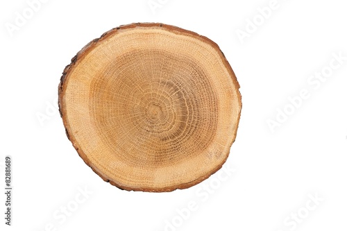 sectional view of tree