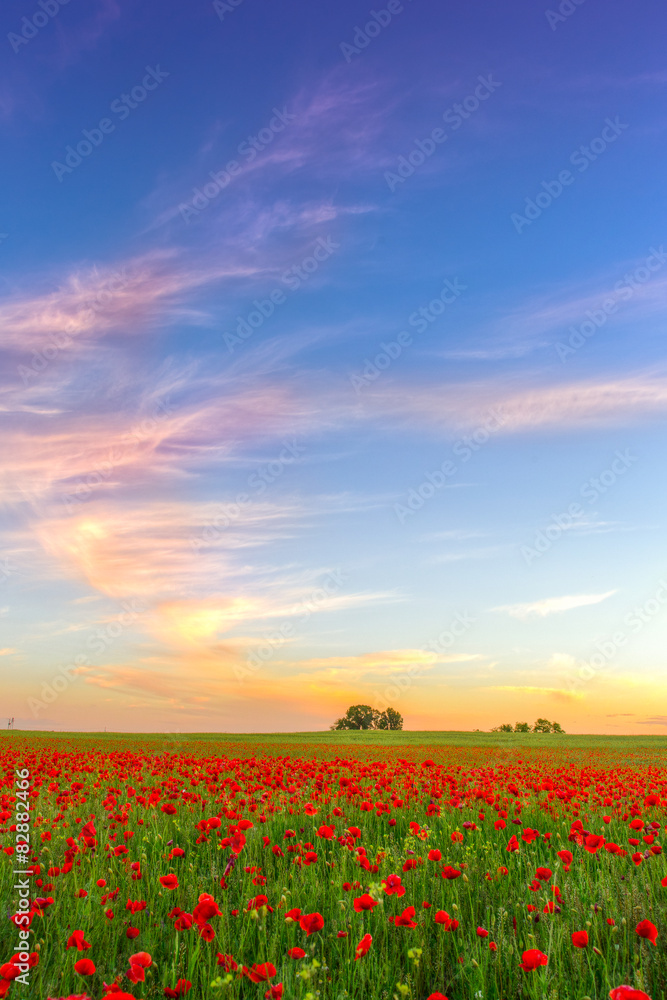 Poppies field meadow in summer Poppies field meadow in summer