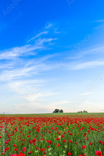 Fototapeta Naklejka Na Ścianę i Meble -  Poppies field meadow in summer