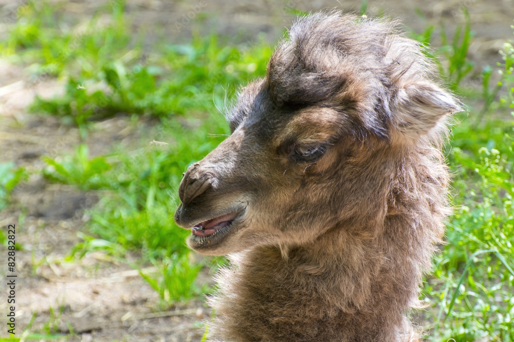 Portrait of a camel baby