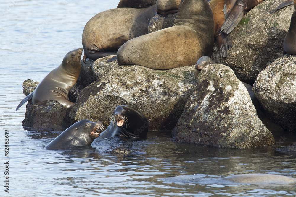 Fototapeta premium Sea lions fighting in the water in Newport, Oregon.