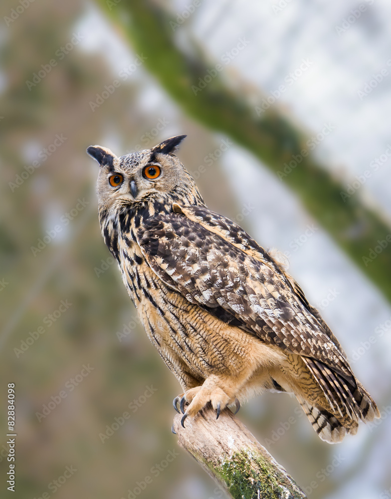 Fototapeta premium Portrait Uhu auf Baumstamm