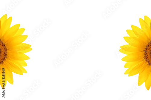 Fototapeta Naklejka Na Ścianę i Meble -  flower sunflower petals isolated white background for design