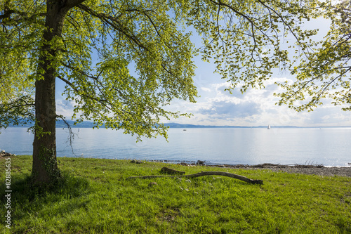 Bodensee - Liegewiese am Ufer