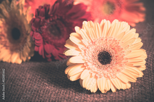 Fototapeta Naklejka Na Ścianę i Meble -  Vintage tone gerbera daisies on burlap