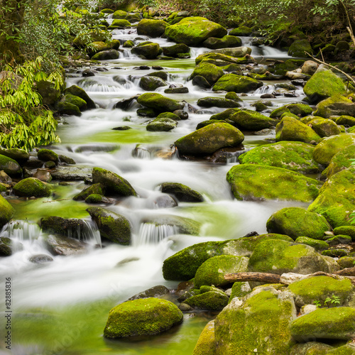 Tranquil Stream in the Smokies