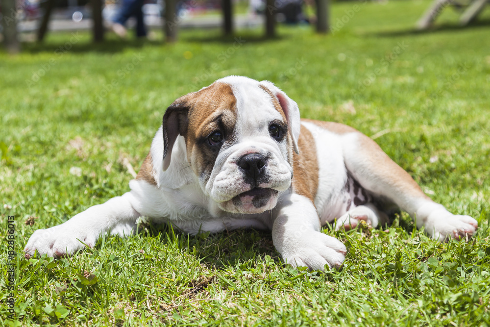 English Bulldog puppy English Bulldog puppy