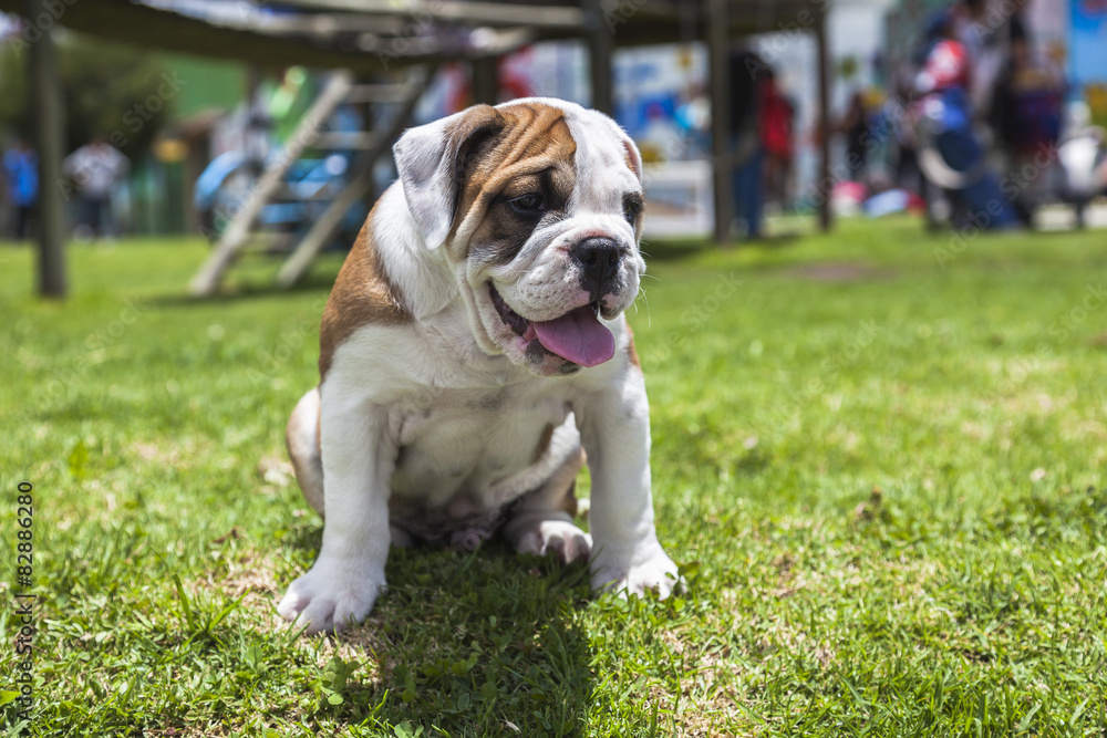 English Bulldog puppy English Bulldog puppy