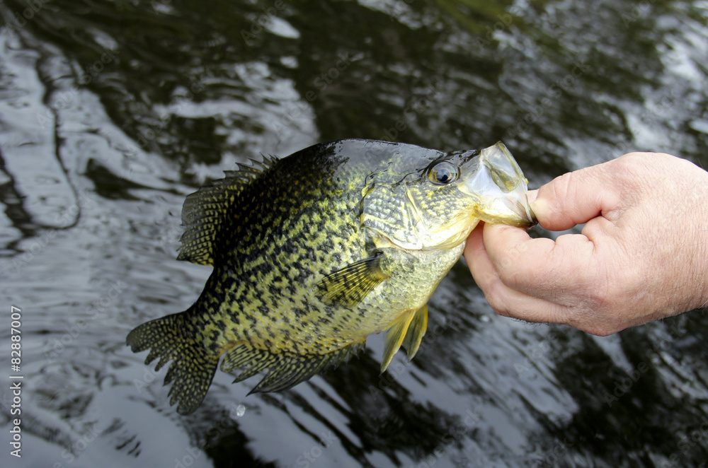 Fototapeta premium Crappie catch and release