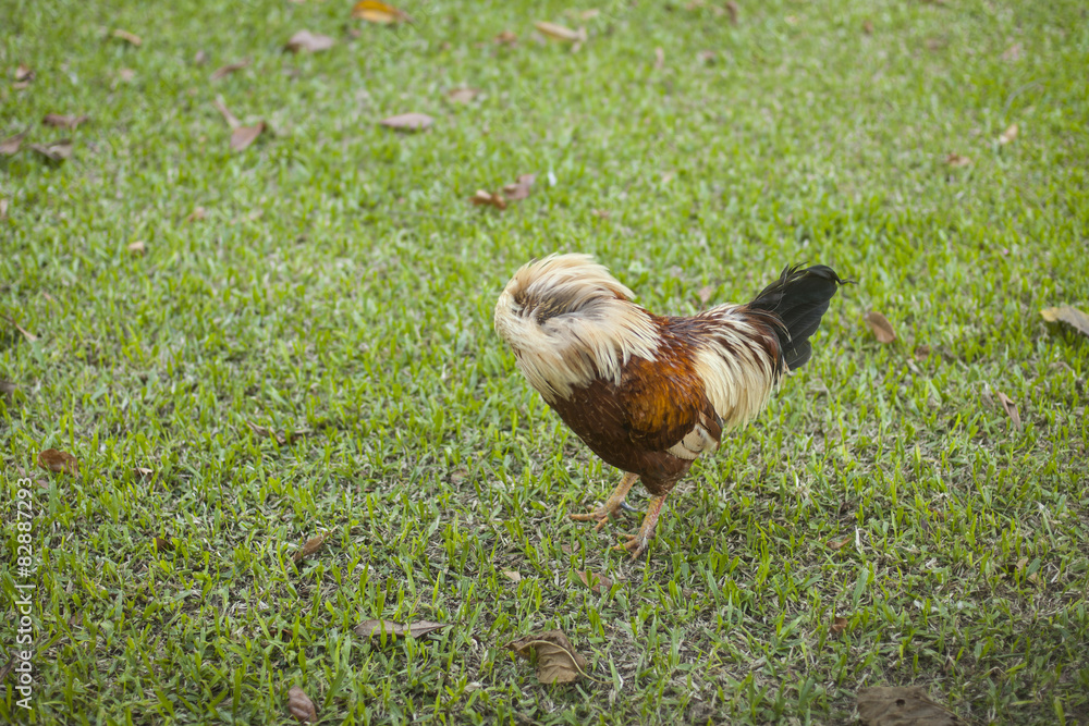 Fototapeta premium free chicken in the garden