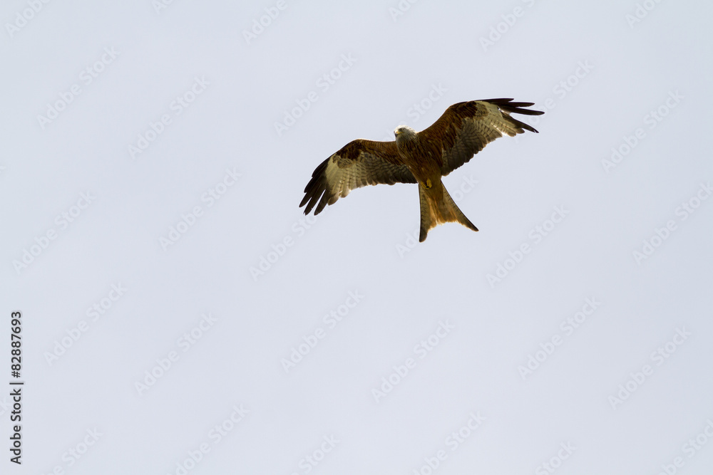 Fototapeta premium Red Kite